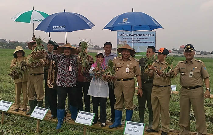 Panen Bawang Merah di Semanan - Kali Deres, Wagub DKI Akui Surprise